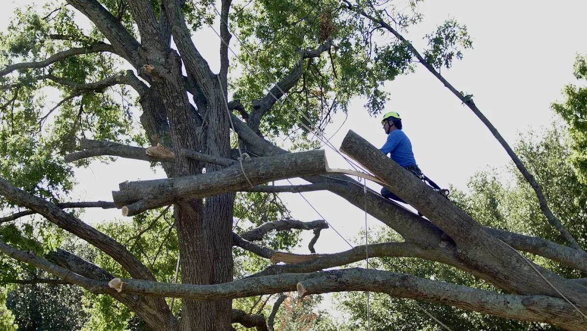 Professional Hazardous Tree Removal performed by certified arborists in Granada